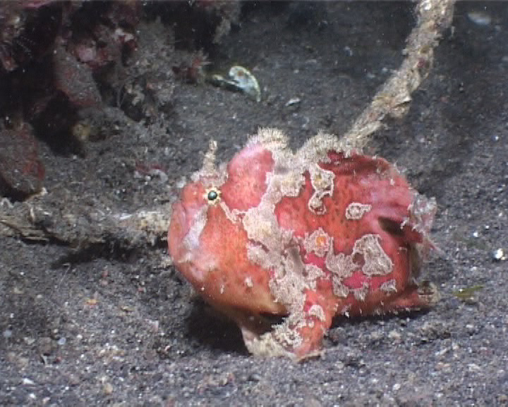 Nudibranch Sangalaki