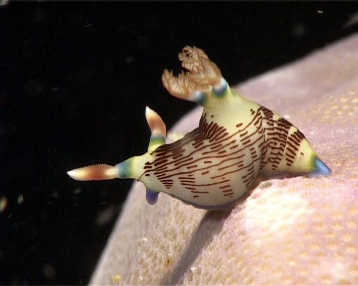 Nudibranch Sangalaki