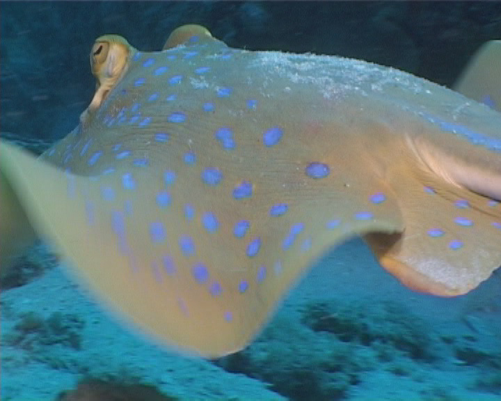 Nudibranch Sangalaki