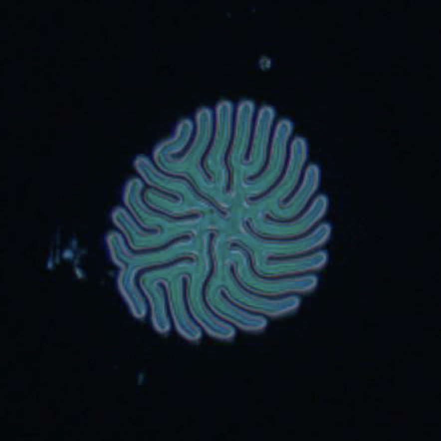 Liquid crystals droplets